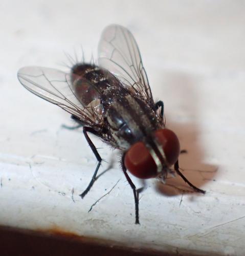 Amobia signata